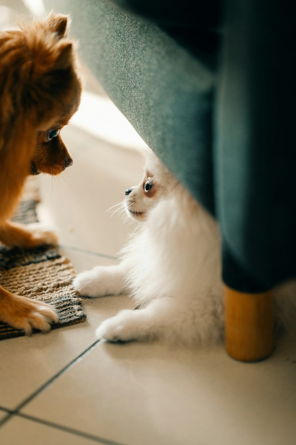 A dog and a cat playing together on the floor