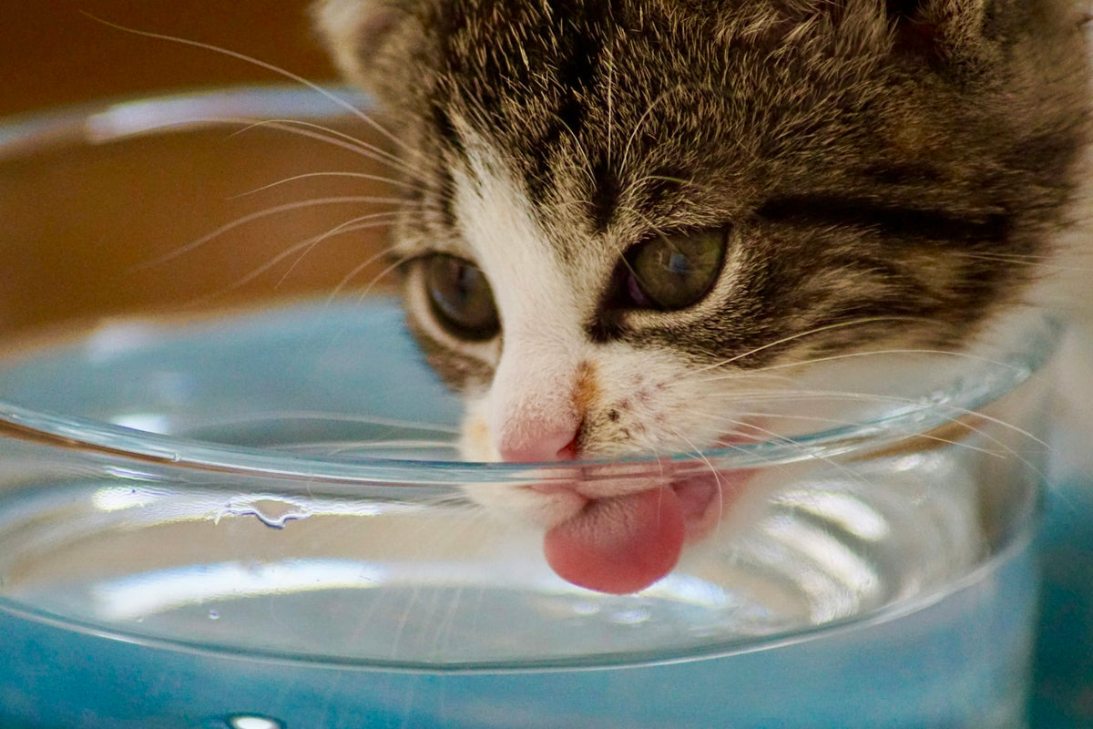Cat drinking water from a bowl