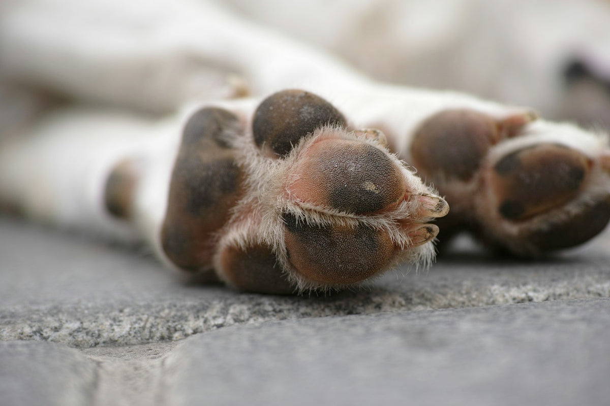 Dog paw on a concrete floor