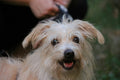 Small white dog being groomed