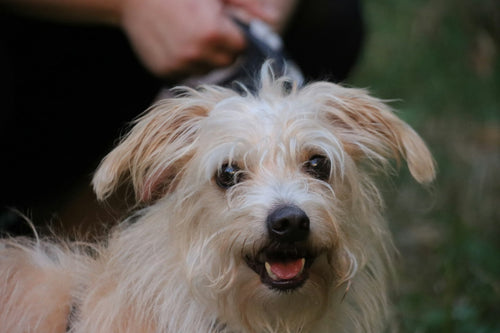 Small white dog being groomed