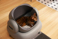 Cat sitting in a litter box