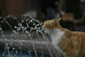 Cat drinking from a water fountain