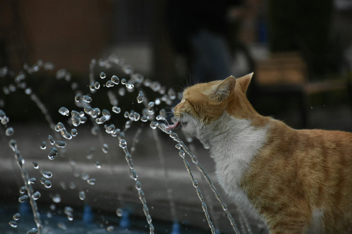 Cat drinking from a water fountain
