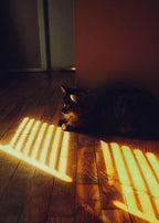 Cat on a clean wooden floor