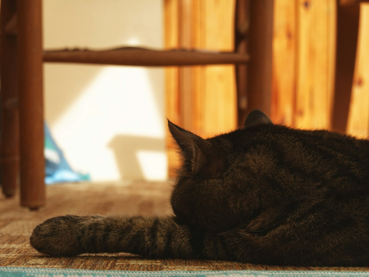 Cat resting on a litter trapping mat