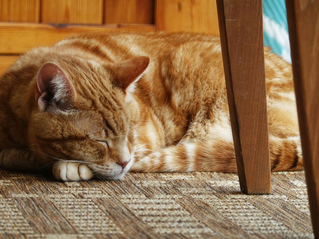 Cat curled up on a rug