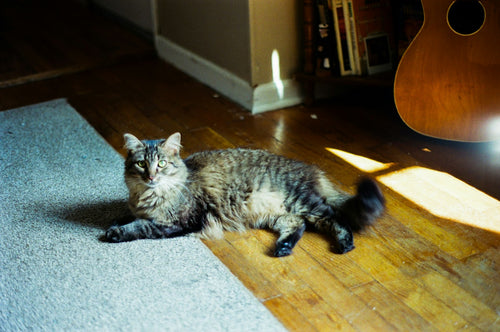 Cat on a clean floor at home