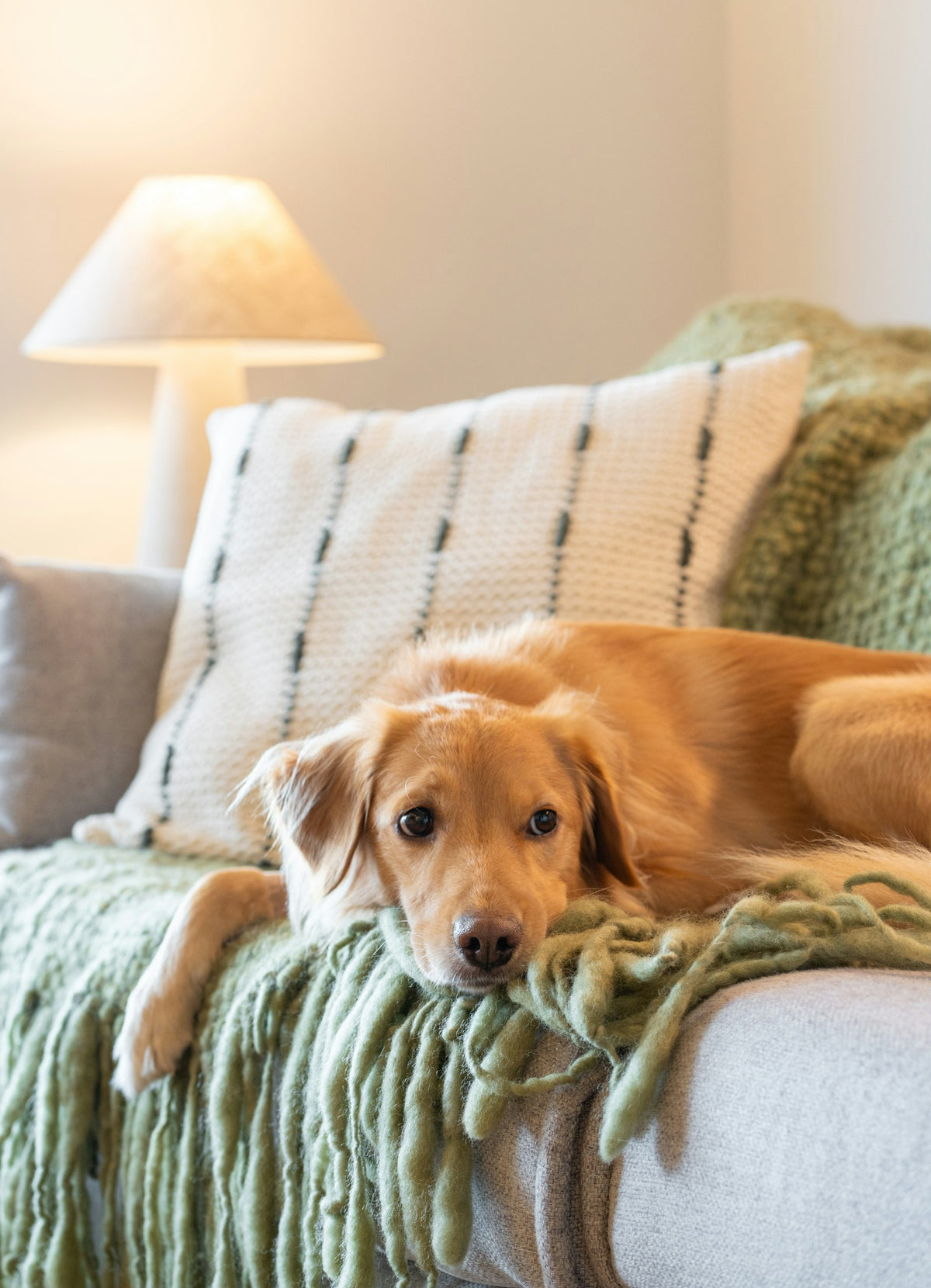 Dog resting on a grey sofa